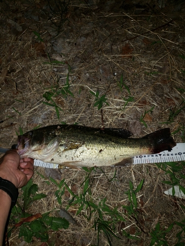 ブラックバスの釣果