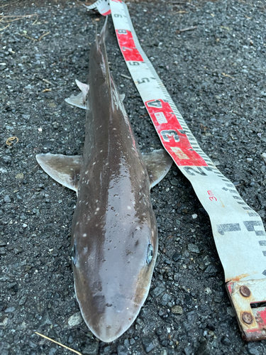 ドチザメの釣果