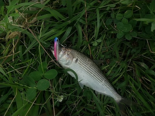 コノシロの釣果