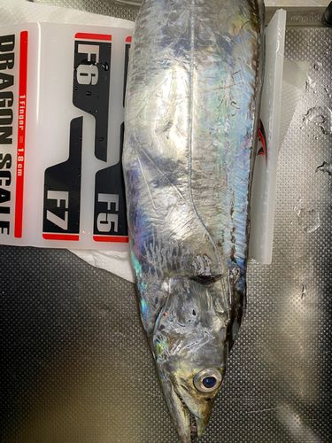 タチウオの釣果