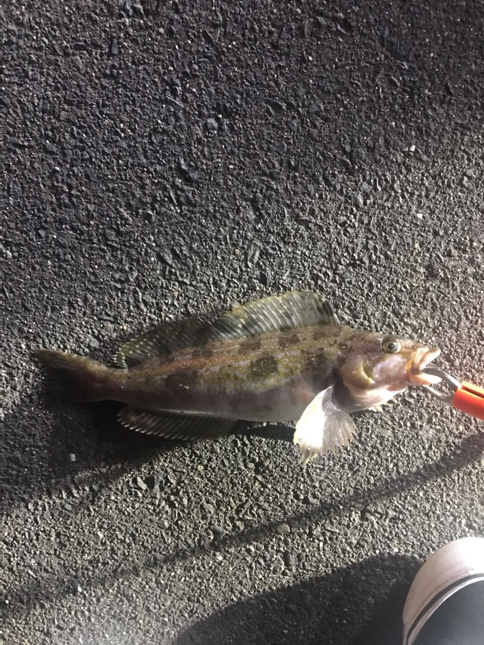 アイナメ