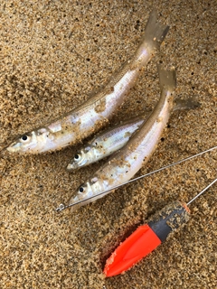 キスの釣果