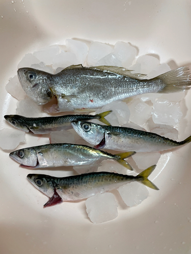 カタクチイワシの釣果