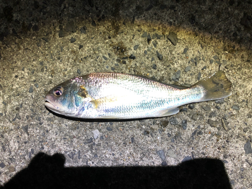 イシモチの釣果