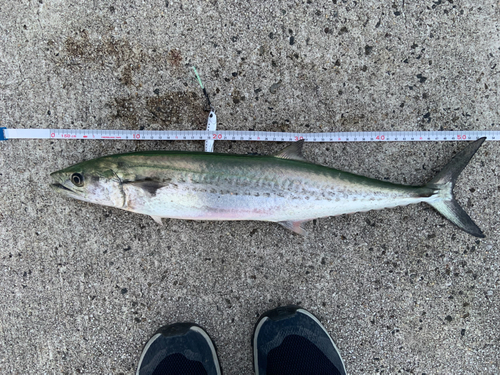 サゴシの釣果