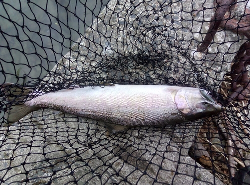 サクラマスの釣果