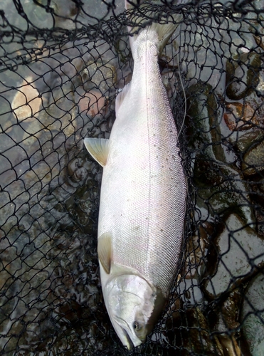 サクラマスの釣果