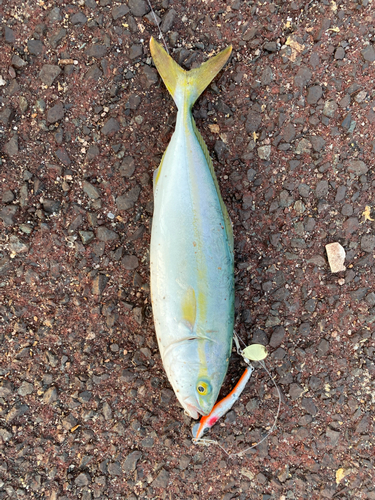 ツバスの釣果