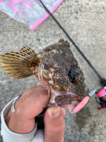 アラカブの釣果