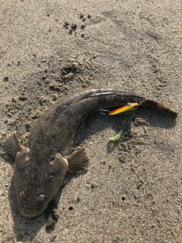 マゴチの釣果