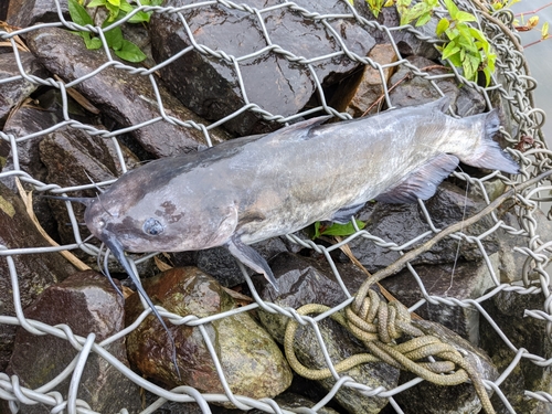 アメリカナマズの釣果