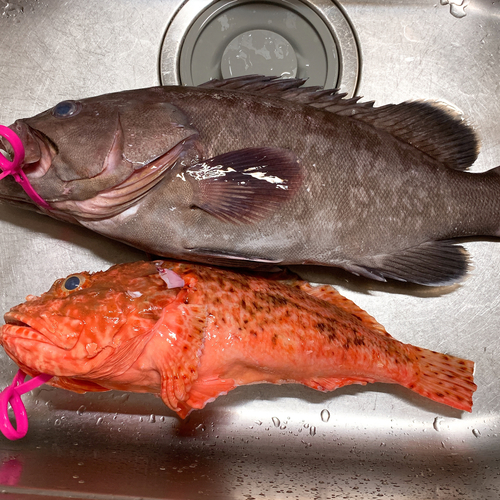 オニオコゼの釣果