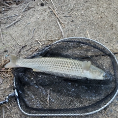 メナダの釣果