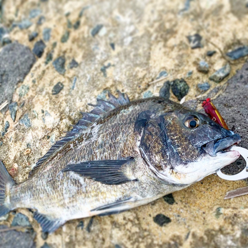 チヌの釣果