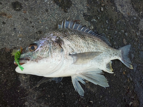 チヌの釣果