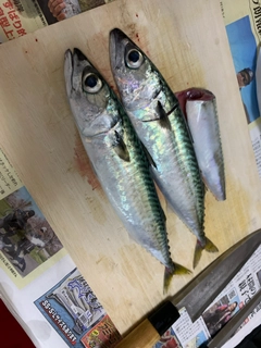 ゴマサバの釣果