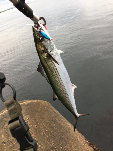 イナダの釣果