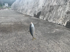 シマアジの釣果