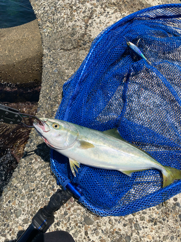 イナダの釣果