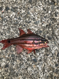 オオスジイシモチの釣果