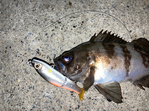 メバルの釣果