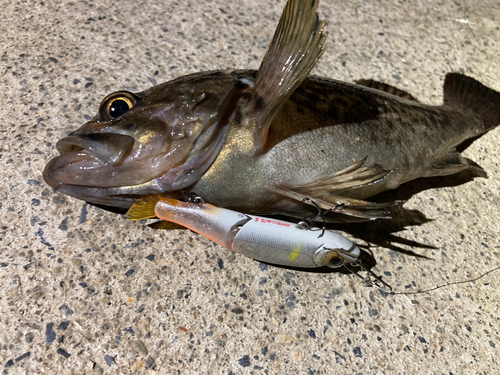 クロソイの釣果