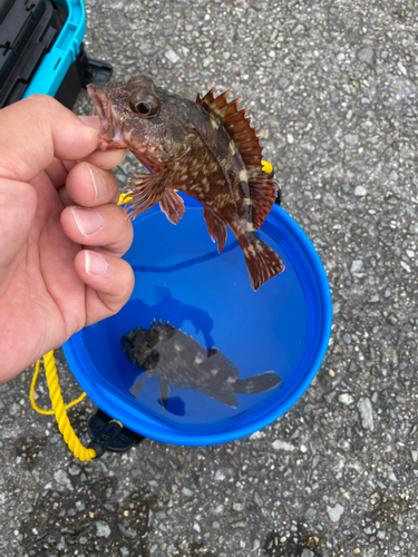 カサゴの釣果