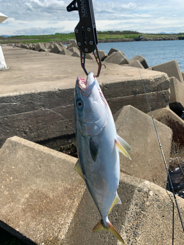 イナダの釣果