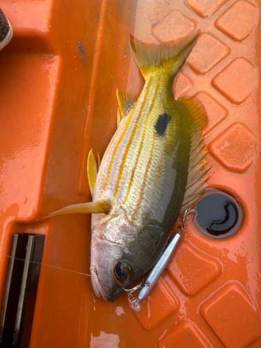 ヤマトビーの釣果