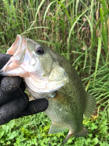 ラージマウスバスの釣果