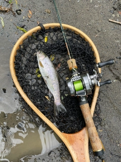 ニジマスの釣果