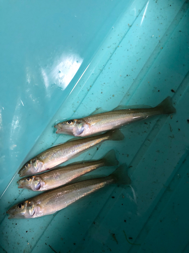 キスの釣果