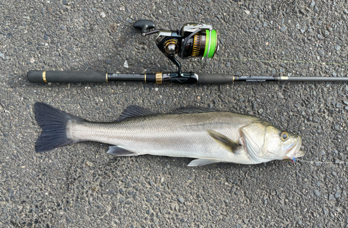 スズキの釣果