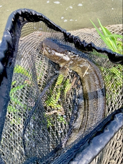 ニホンナマズの釣果