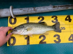 ブラックバスの釣果