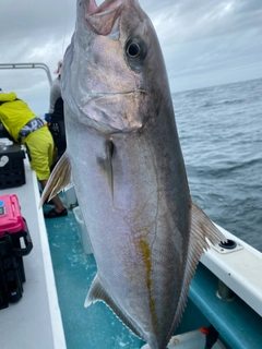カンパチの釣果