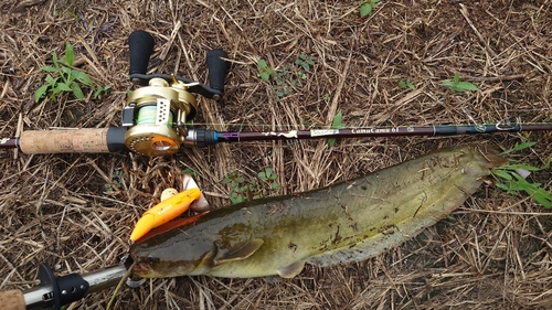 ナマズの釣果