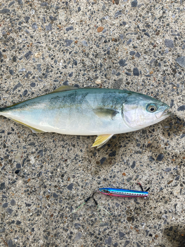 ワカシの釣果