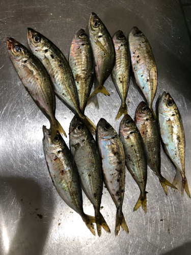 アジの釣果