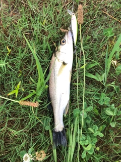 フッコ（マルスズキ）の釣果