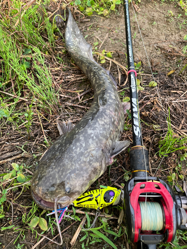 ナマズの釣果