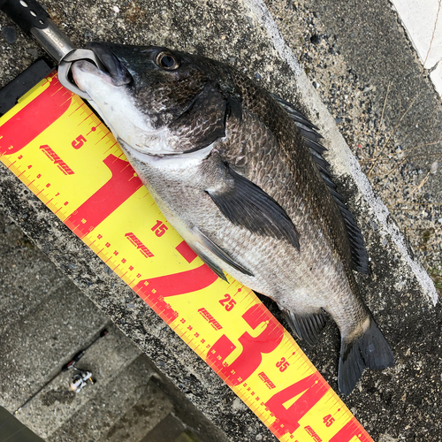 チヌの釣果