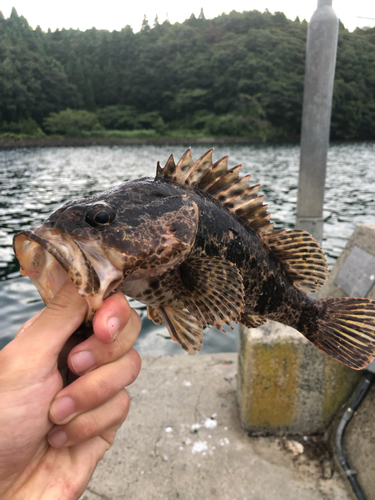 タケノコメバルの釣果