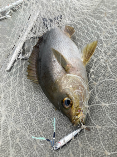 イサキの釣果