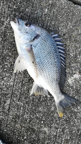 キビレの釣果