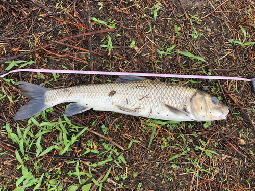 ニゴイの釣果