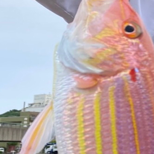 イトヨリダイの釣果