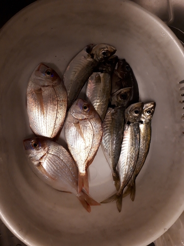 アジの釣果