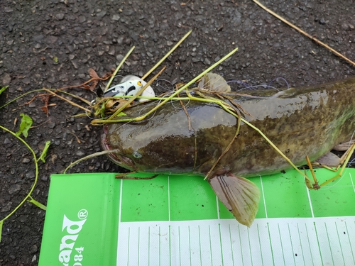 マナマズの釣果