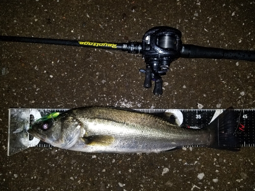 シーバスの釣果